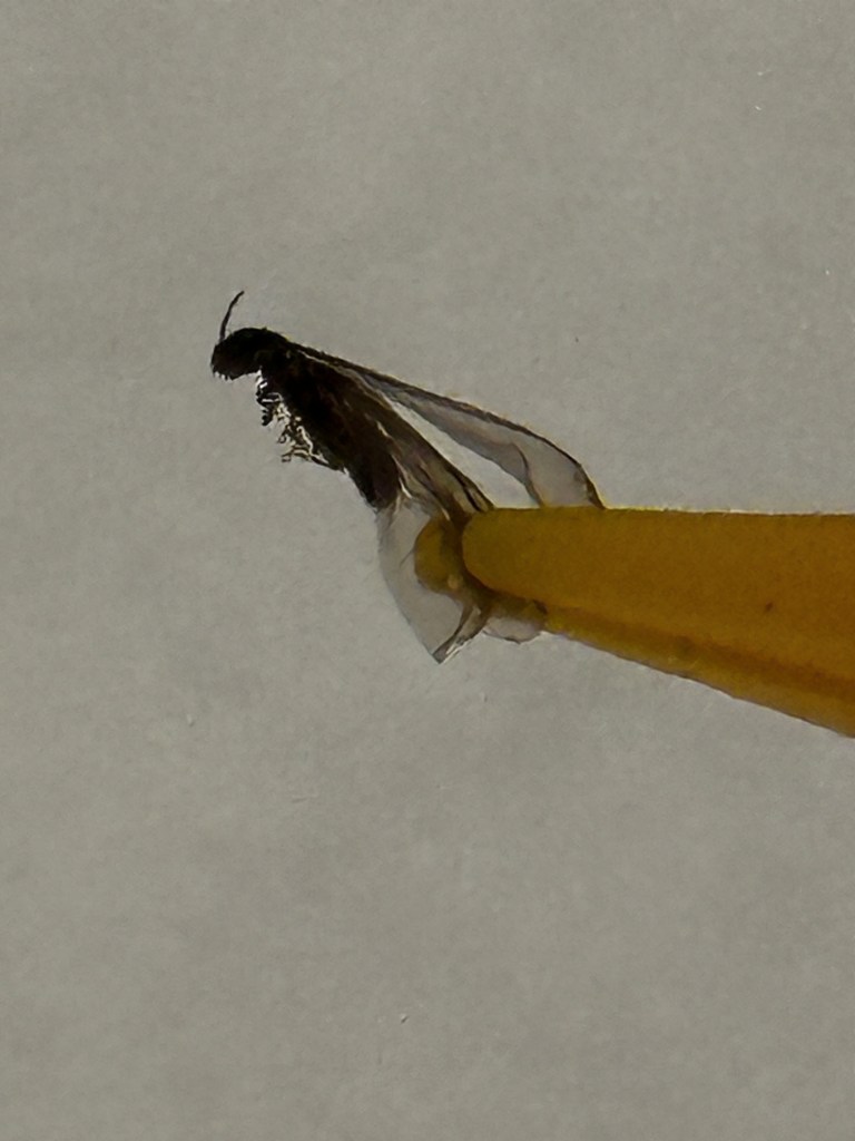 subterranean termite swarmer