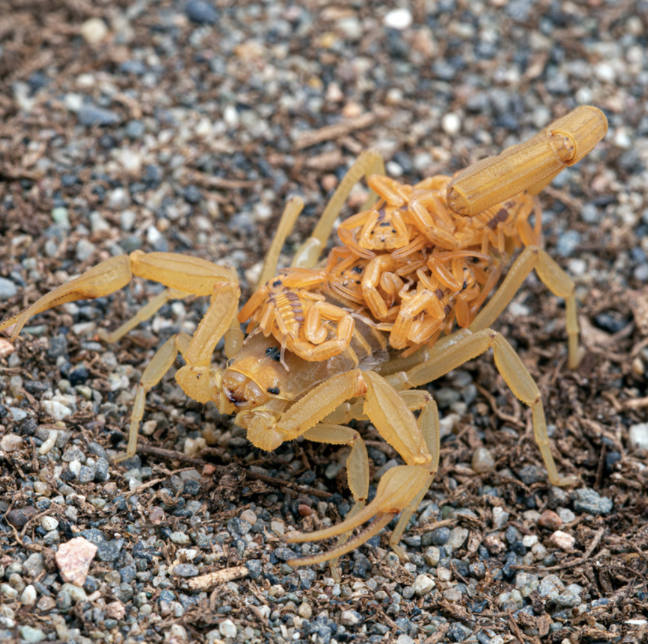 Bark scorpion mother with her many babies!