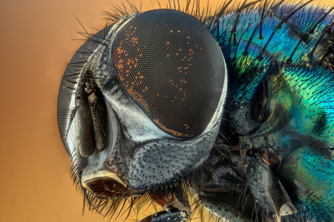 A fly with its many eyes!