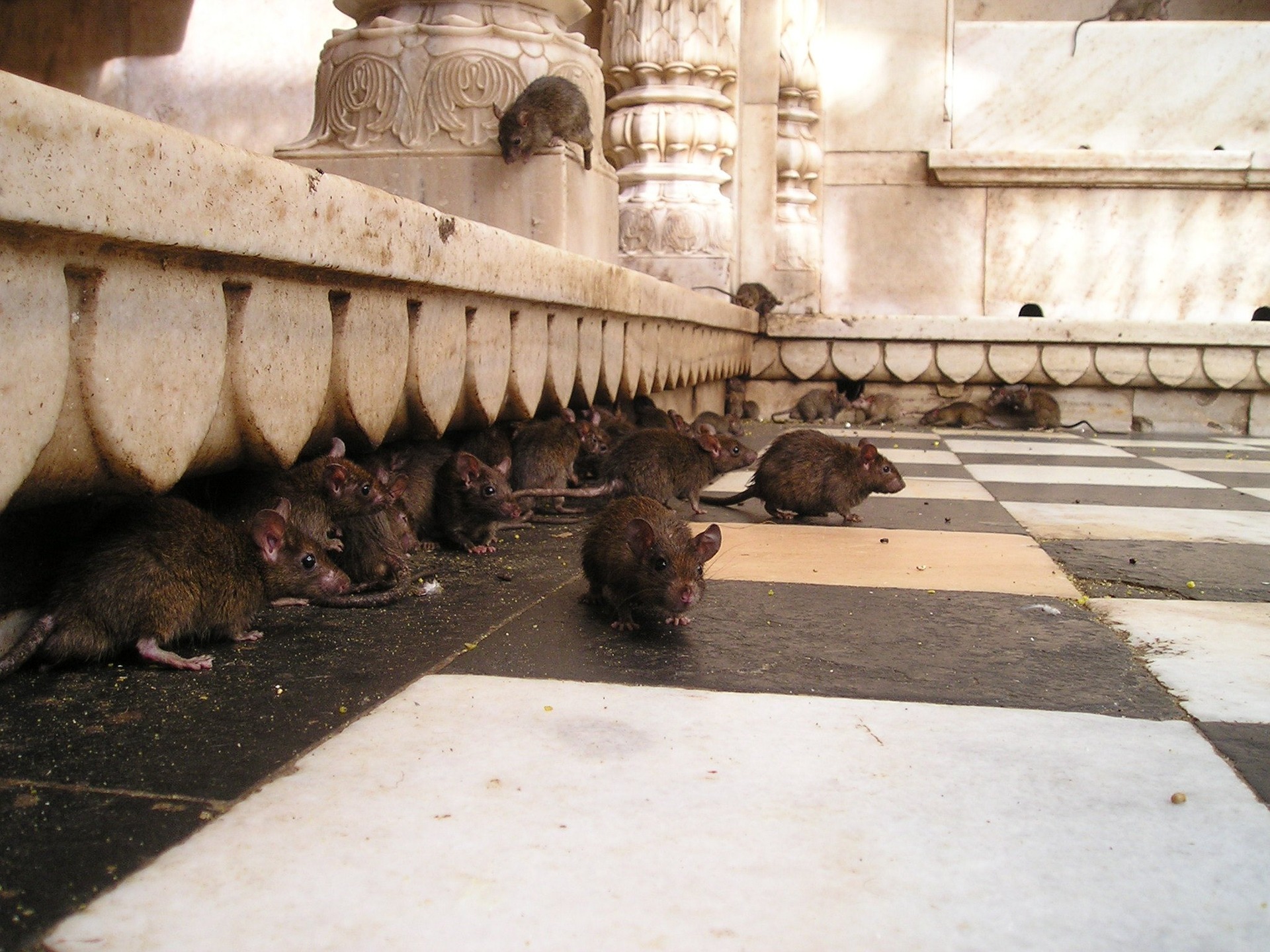 Rodents in Arizona