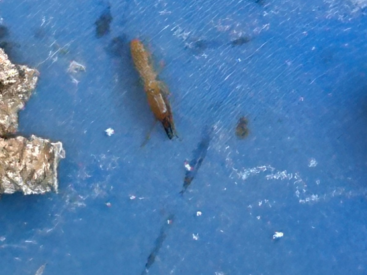 Subterranean Termites in Arizona: 2025 Guide to Termite Control Surprise, AZ