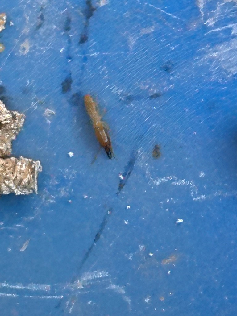 termite control surprise, az