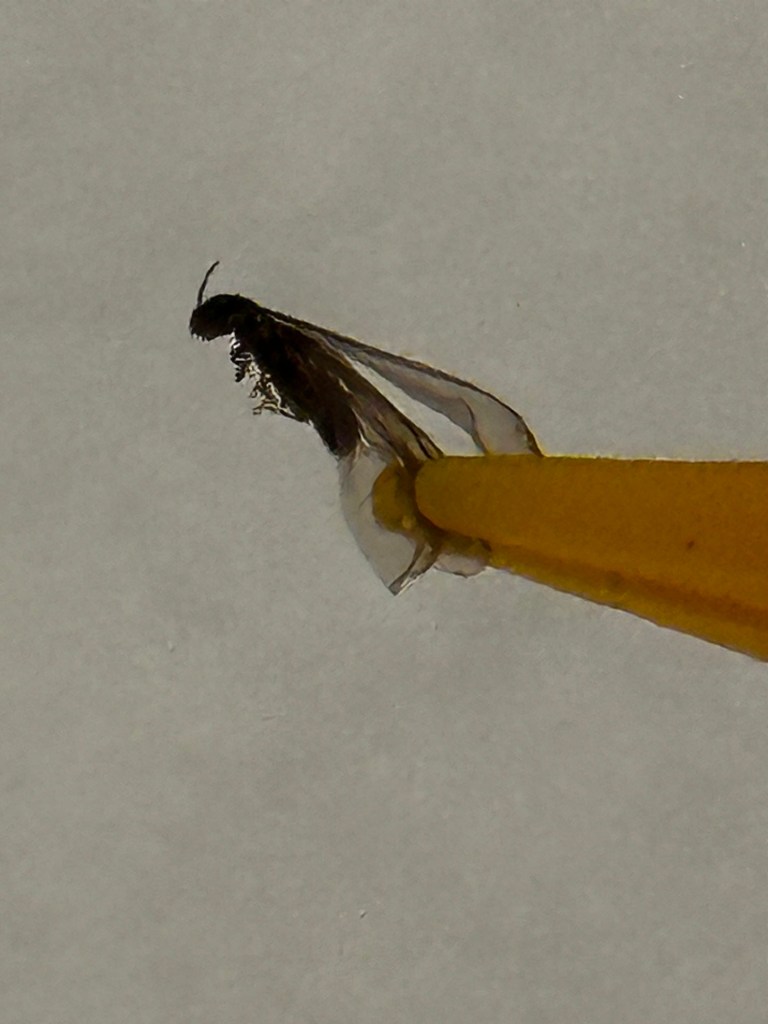 subterranean termite swarmer