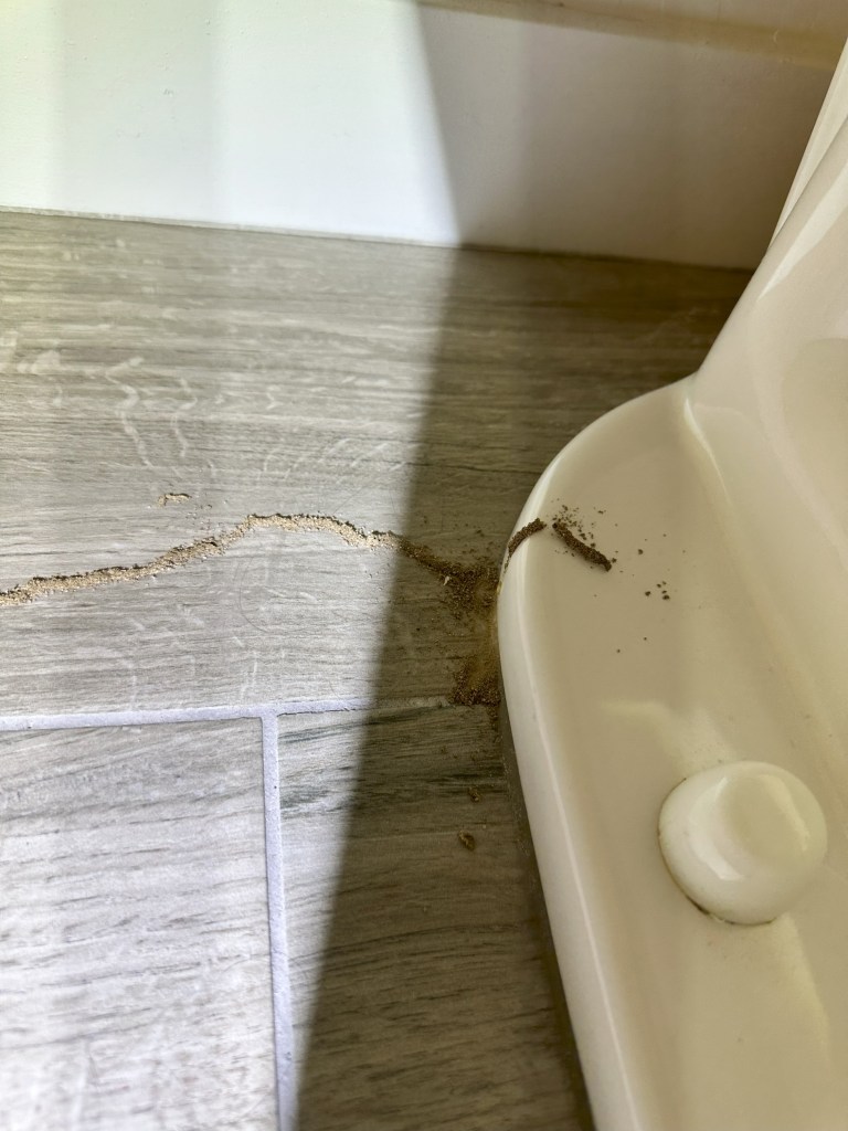 subterranean termite tube adjacent to toilet