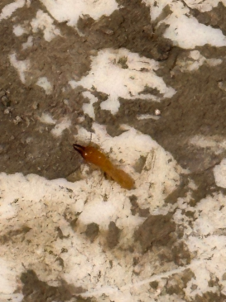 Termite Treatment