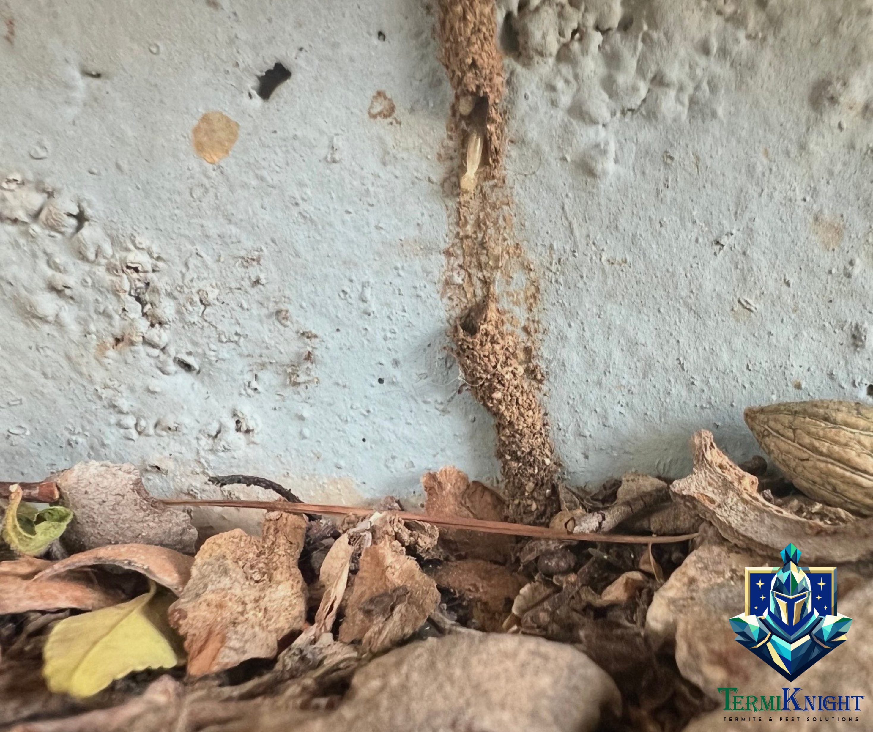 termite control surprise az