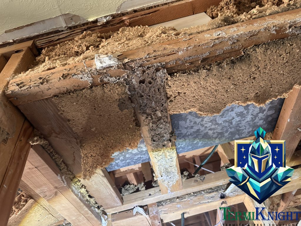 subterranean termite damage