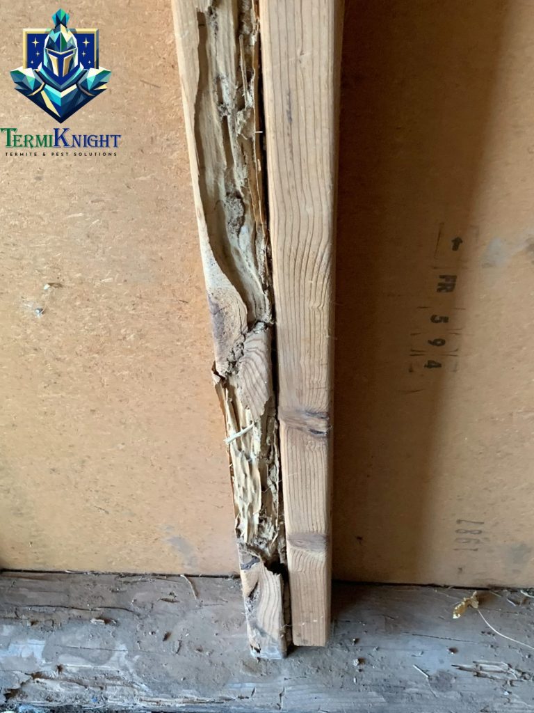 termite control surprise az