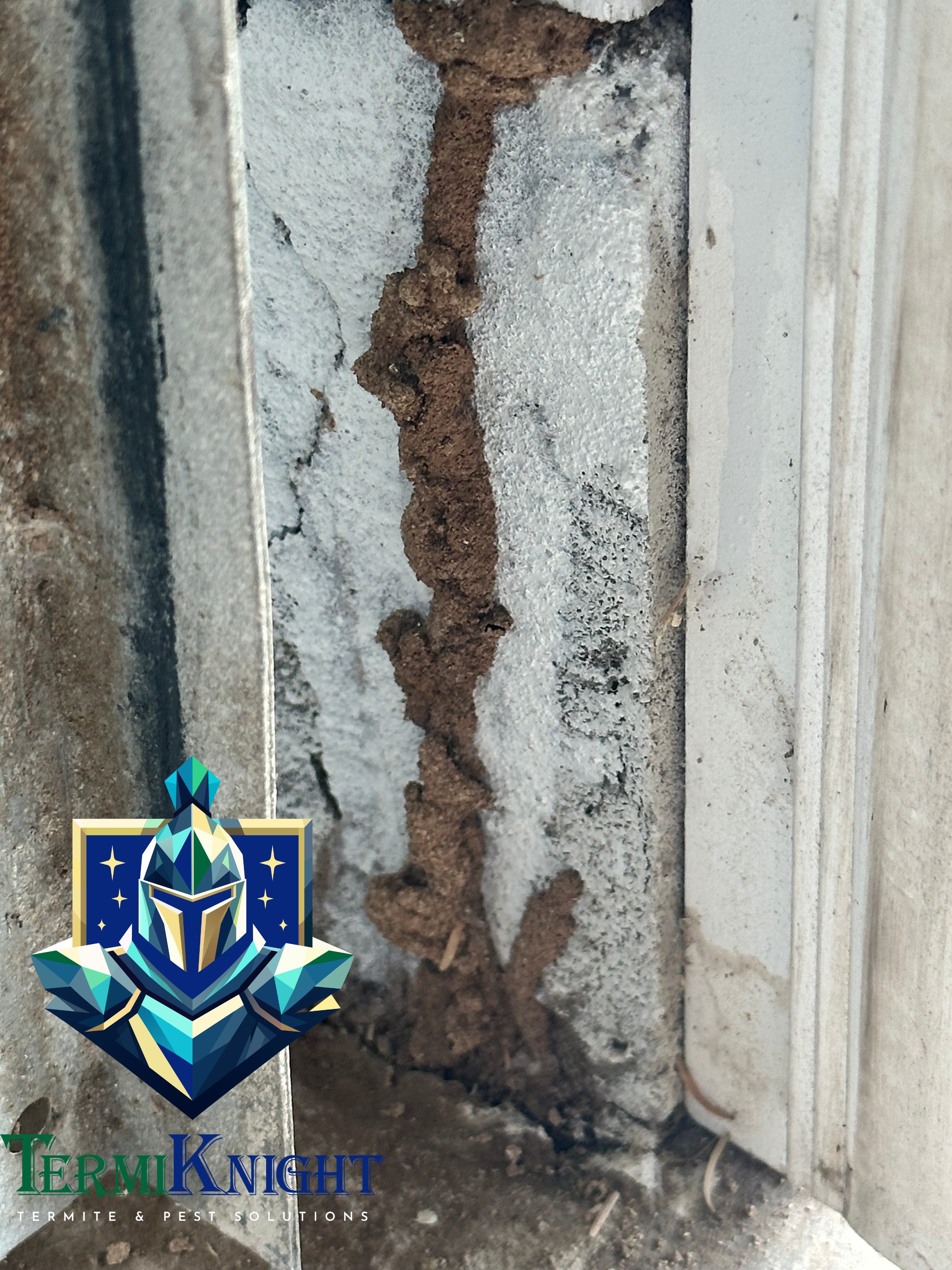 7 Reasons Termite Control Is Important Before Arizona’s Second Swarming Season