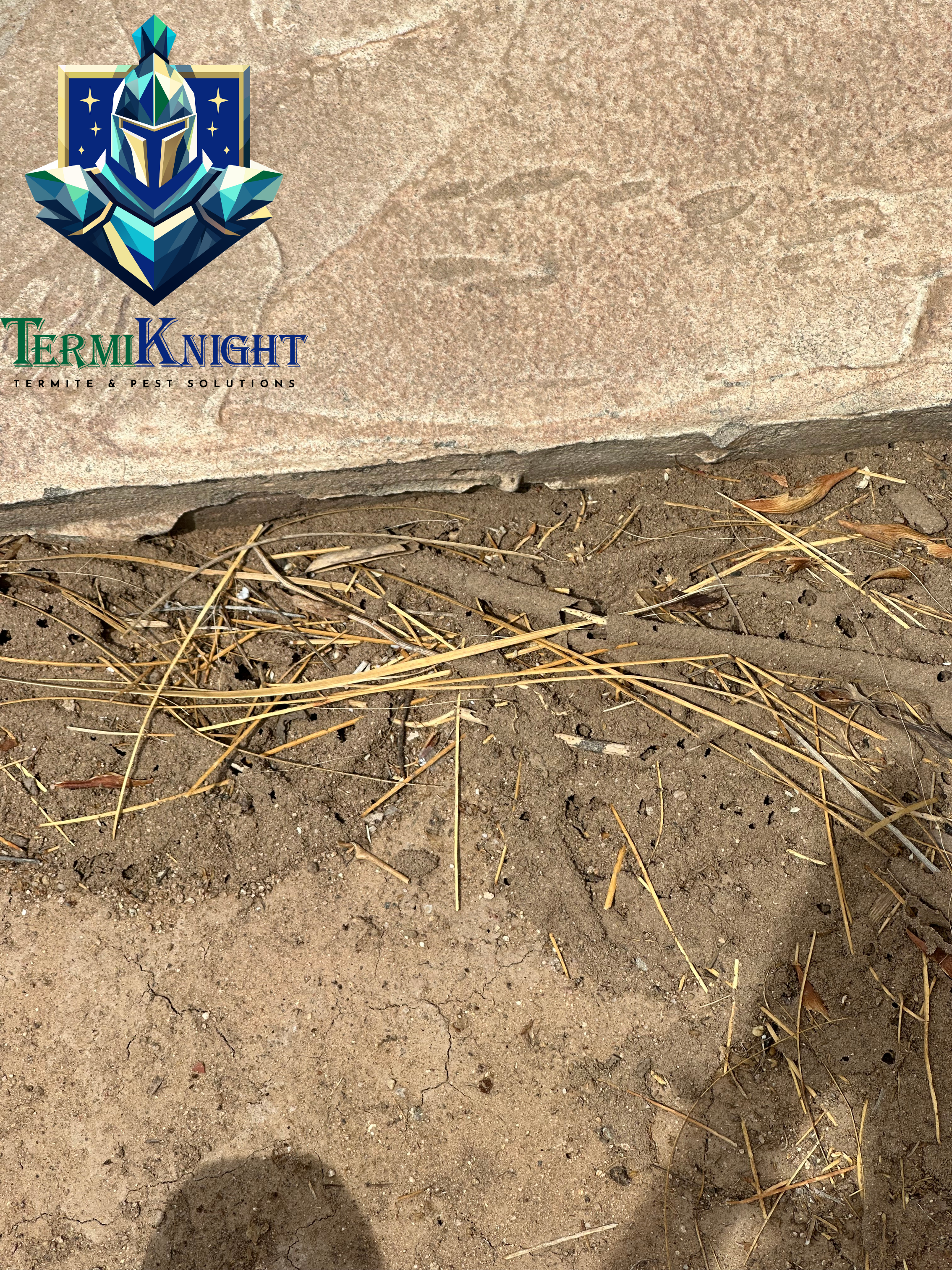 Termite Control in Surprise AZ: 11 Dangerous Myths That Can Lead to Costly Termite Damage