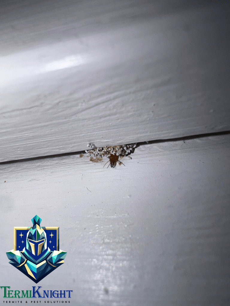 Termite Control in Surprise AZ: 11 Costly Ways Landscaping and Home Improvements Can Create Hidden Termite Gaps